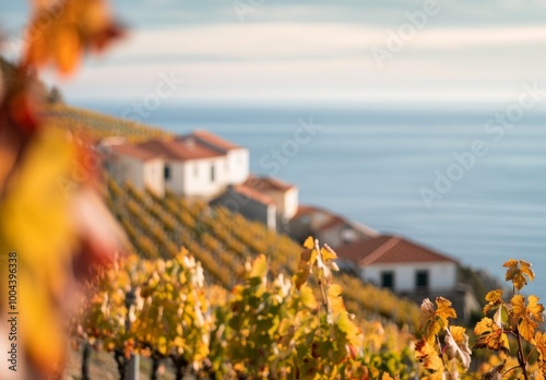 Scenic Coastal Pathway With Vines at Sunset in Autumn