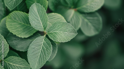 Dew Covered Green Leaves in Soft Morning Light Near a Forest