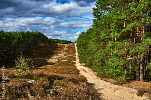 Puszcza Notecka, wrzosowe wydmy, obszar ekologiczny, Polska, Europa photo