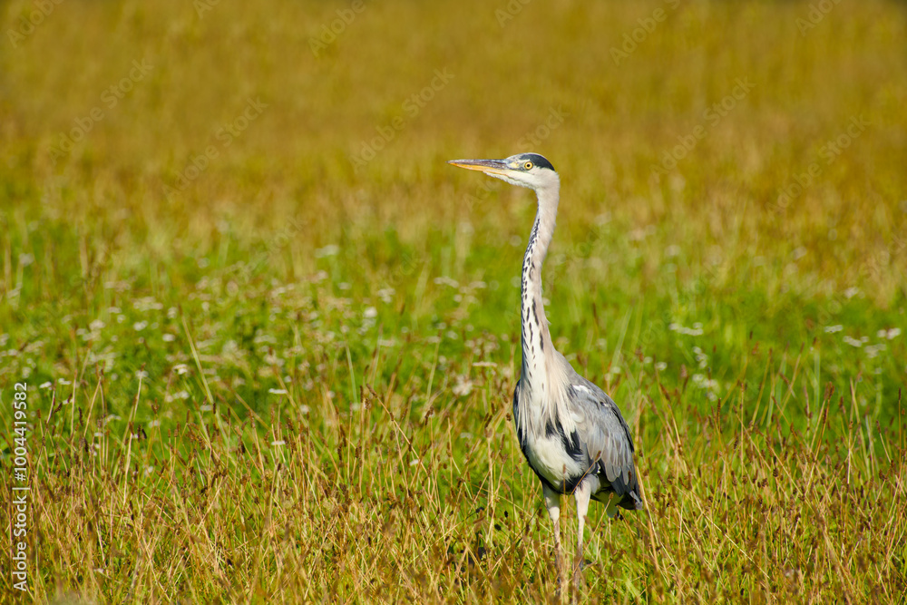 Fototapeta premium grey heron in the field on sunny day close-up