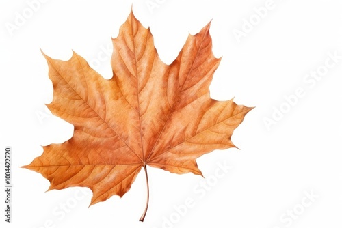 Wallpaper Mural Maple leaf autumn plant. Torontodigital.ca