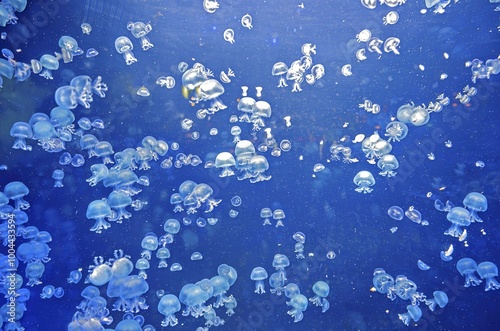  shoal of cannonball jellyfish in front of blue background in an aquarium, Austria photo