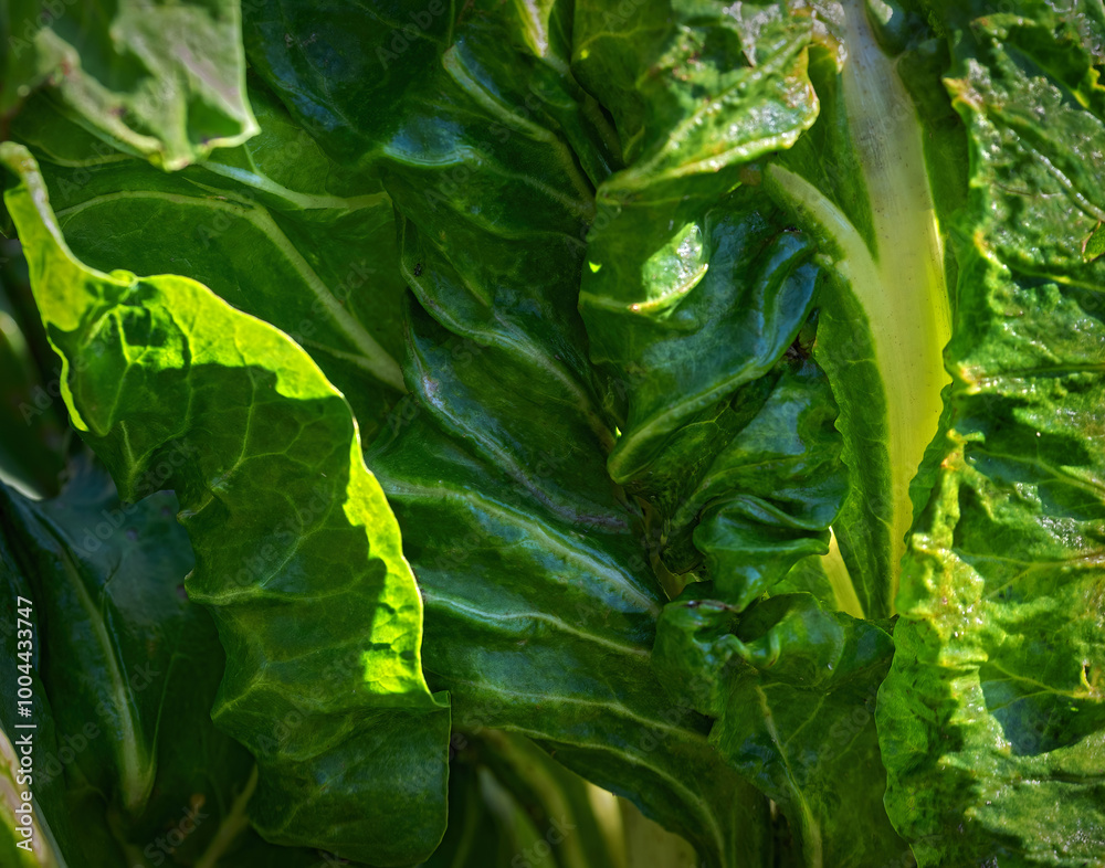 Fototapeta premium green crisp leaves of a organic mangold at sunshine, Austria
