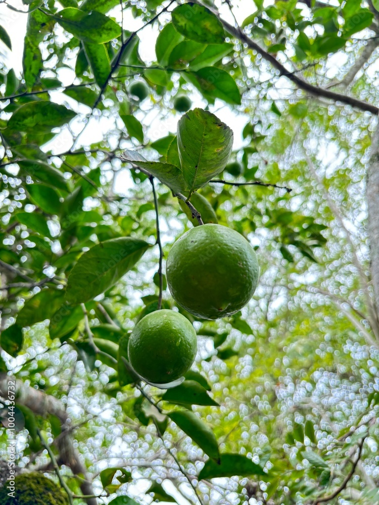 Frutos de limon en la rama muy natural Frutos de limon en la rama muy natural