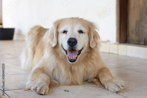 Golden retriever fêmea e idosa sorrindo e olhando para frente