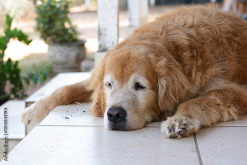 Elderly golden retriever dog lying down.