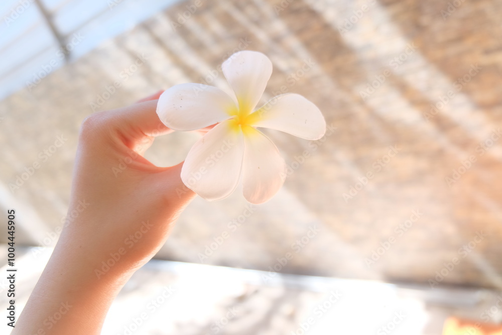 The national flower of laos.
The national flower of laos.
