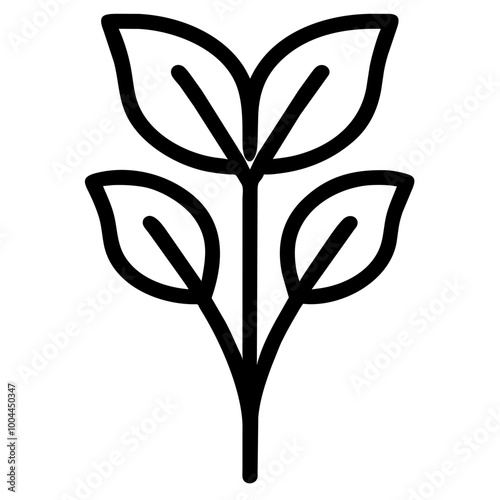 arugula