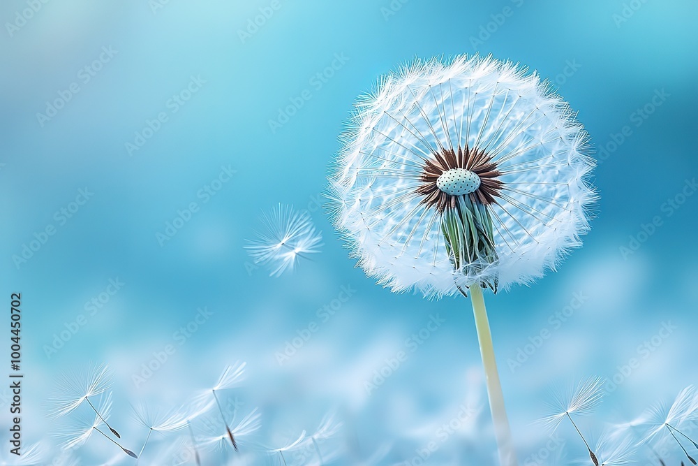 Obraz premium A dandelion is the main focus of the image, with its white petals