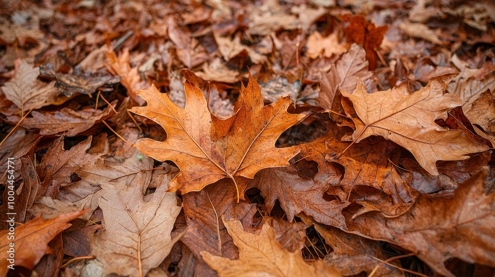 Close-up of autumn leaves on the ground, showcasing orange and brown hues. Close-up of autumn leaves on the ground, showcasing orange and brown hues.