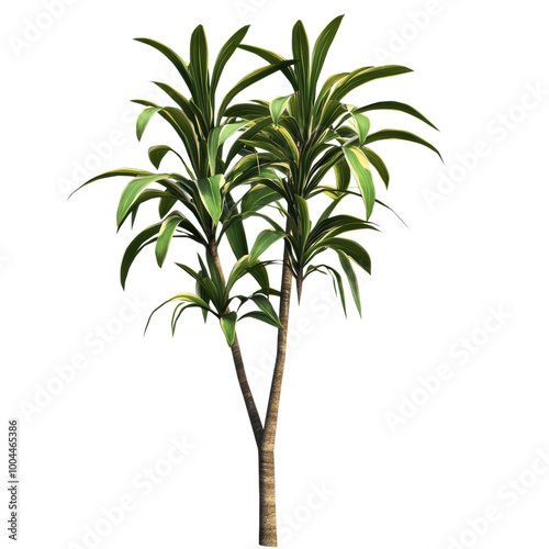 Dracaena: A tall dracaena plant with long, arching leaves. png, transparent background.