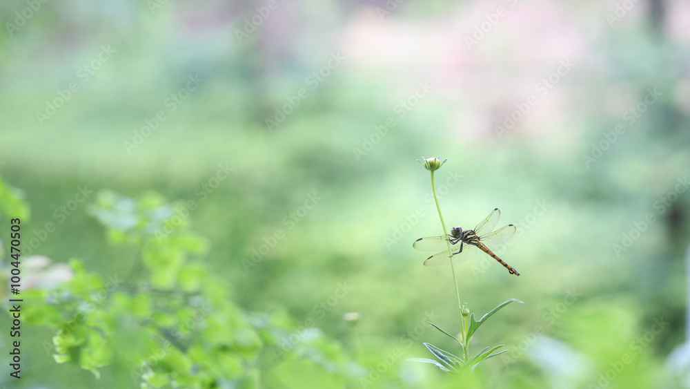 Dragonfly on leaf close up Dragonfly on leaf close up