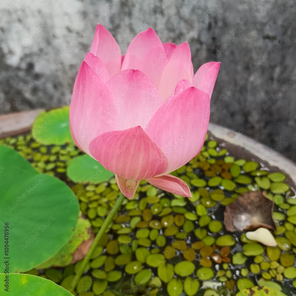 Beautiful Pink Lotus Blooming in Water Garden with Floating Green Leaves