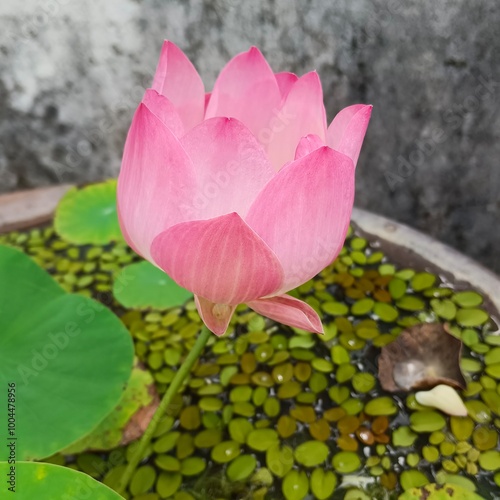 Beautiful Pink Lotus Blooming in Water Garden with Floating Green Leaves