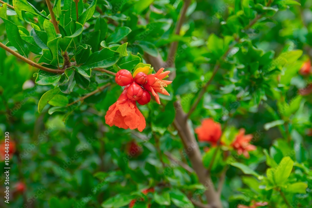 Lush branch of a flowering pomegranate in close-up Lush branch of a flowering pomegranate in close-up