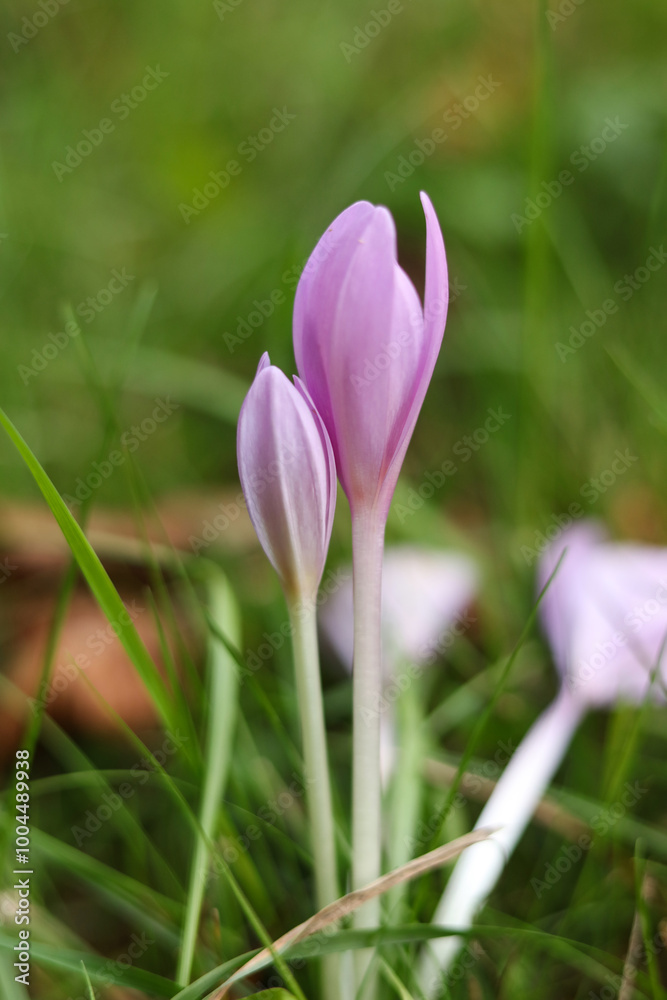 Colchicum autumnale, commonly known as autumn crocus, meadow saffron, naked boys or naked ladies in the meadow Colchicum autumnale, commonly known as autumn crocus, meadow saffron, naked boys or naked ladies in the meadow