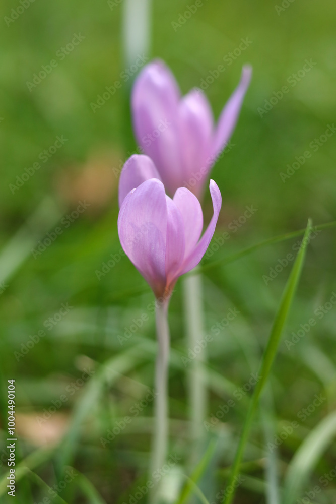 Colchicum autumnale, commonly known as autumn crocus, meadow saffron, naked boys or naked ladies in the meadow Colchicum autumnale, commonly known as autumn crocus, meadow saffron, naked boys or naked ladies in the meadow