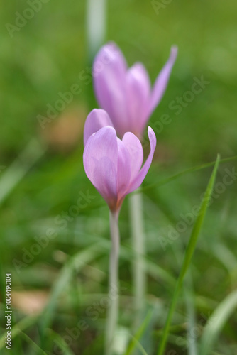 Colchicum autumnale, commonly known as autumn crocus, meadow saffron, naked boys or naked ladies in the meadow