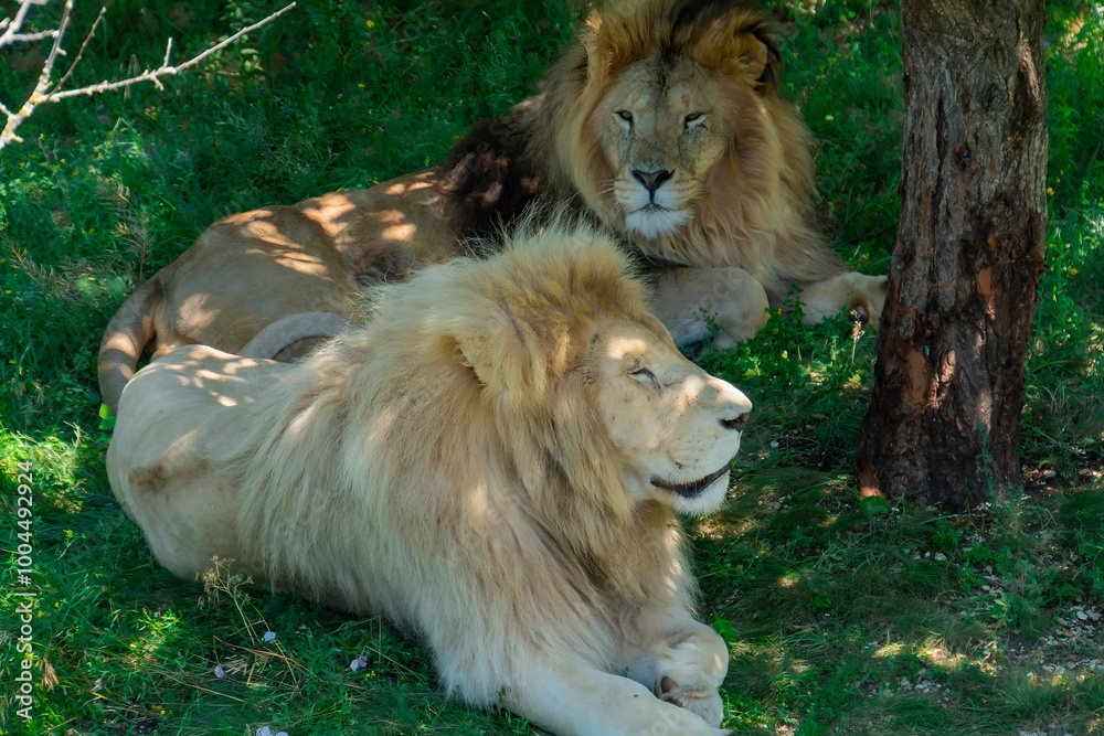 Obraz premium Adult lions lie in the shade