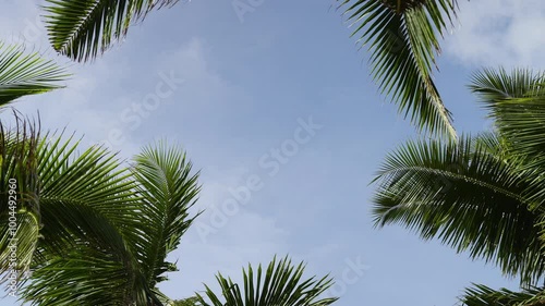 palm trees leaf against blue sky  summer background. Close up coconut palm trees leaves bottom up copy space for text Low angle view .
