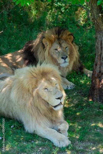 Adult lions lie in the shade