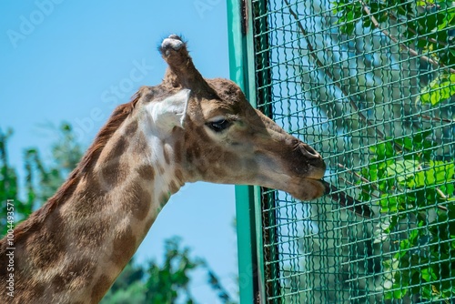 giraffe's neck and muzzle in the zoo close-up photo