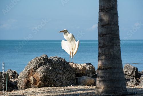 Bird on rocks spreading wings