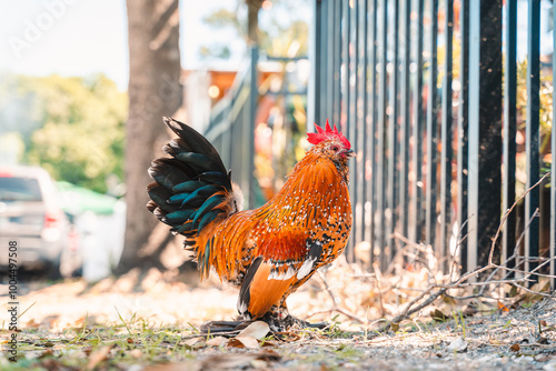 Rooster chicken with colorful feathers