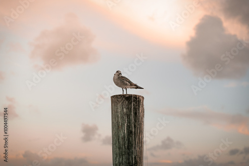 seagull sitting on the pier