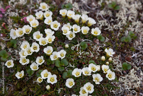 Anemone shaggy flowers close-up photo