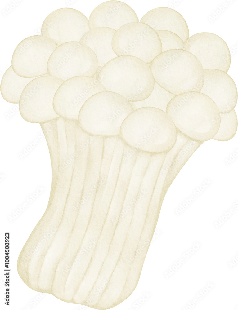 watercolor enoki mushroom watercolor enoki mushroom