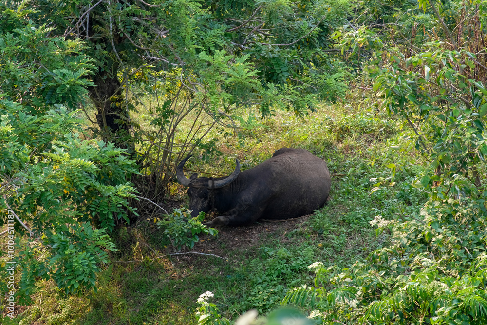 Water buffalo in farm land in Liliw Laguna Philippines. Water buffalo in farm land in Liliw Laguna Philippines.