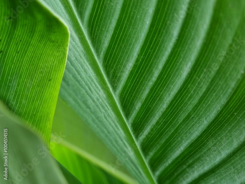 Close up of big leaves of Canna plant. Texture of leaves photo
