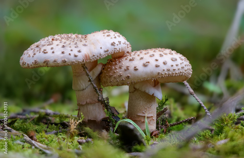 Perlpilz (AMANITA RUBESCENS)