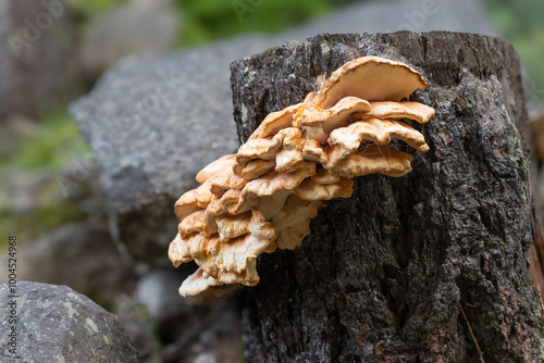 Schwefelporling (LAETIPORUS SULPHUREUS)