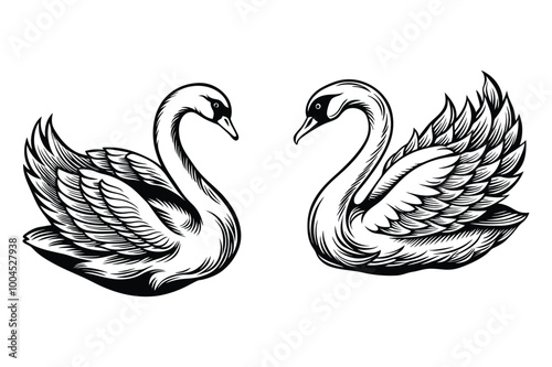 This is swan bird vector black and white illustration