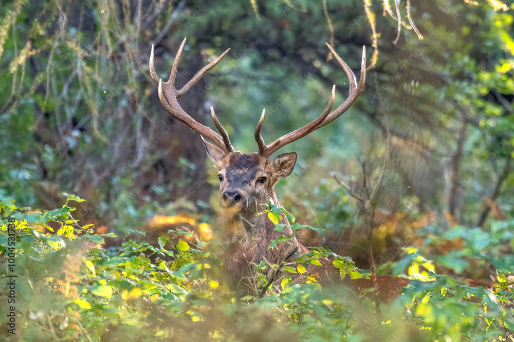 Wild Red deer stag (Cervus elaphus) emerging from the bushes of an alpine forest while the sun is going down, Alps, Italy. September, Horizontal.