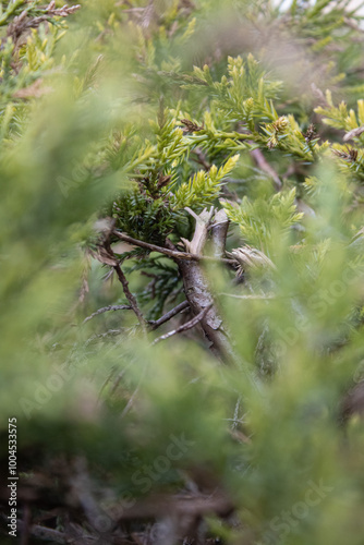 Branches and Green Foliage of Coniferous Plant in Essen Katernberg, Germany photo