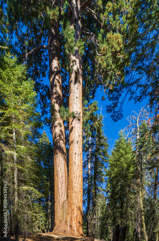 Fototapeta premium Giant Sequoias in the Sequoia National Park in California