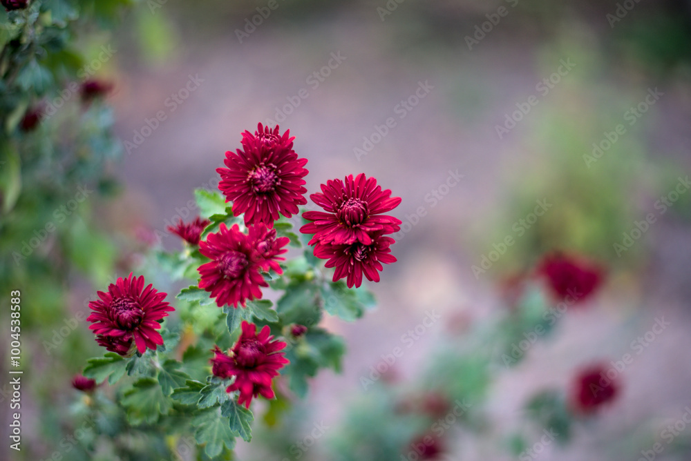 Bright red aster flowers are blooming