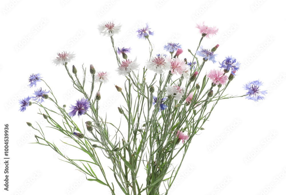 Fototapeta premium Bouquet of beautiful wildflowers isolated on white