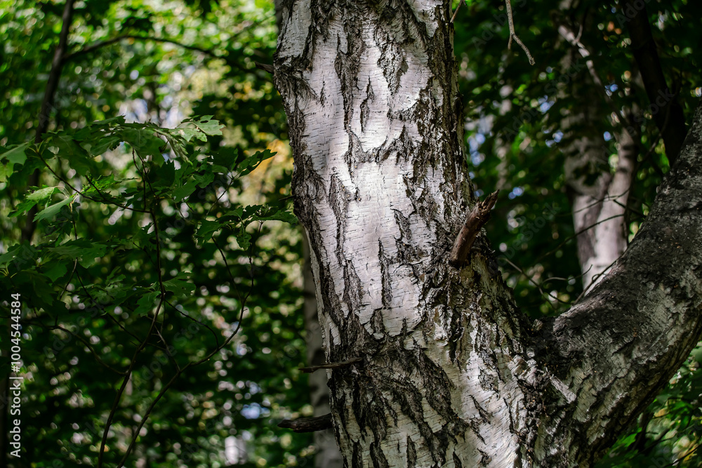 Trunks of white birch trees close-up in a shady forest. Trunks of white birch trees close-up in a shady forest.