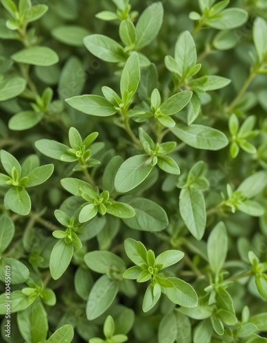 Green leaves, a close-up shot of thyme sprigs