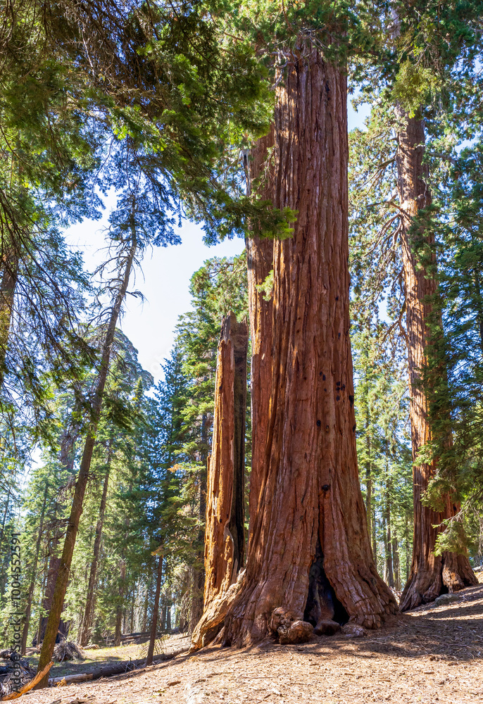 Obraz premium Giant Sequoias in the Sequoia National Park in California