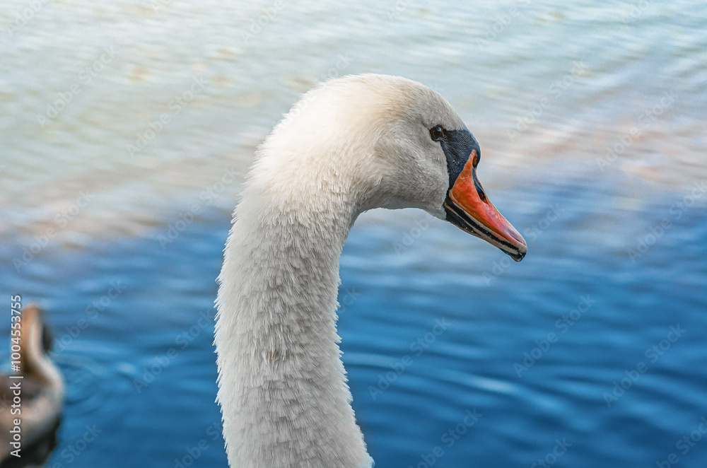 Enlarged image of head of white swan with typical curved neck and orange beak. Blur lake background. Enlarged image of head of white swan with typical curved neck and orange beak. Blur lake background.