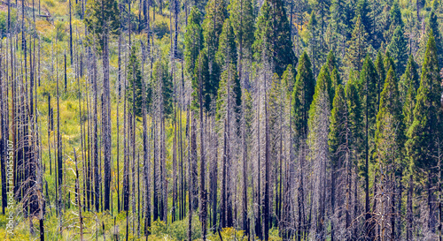 Aerial View of Burned Trees after the Forest Fire in Sequoia National Park, California