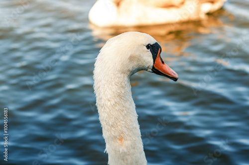 Konstfotografi White swan on the blue dark surface of the lake, blur background