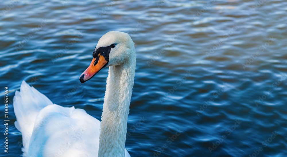 Lonely swan on lake with dark waves. White swan covered with small drops water. Looks into camera. Lonely swan on lake with dark waves. White swan covered with small drops water. Looks into camera.
