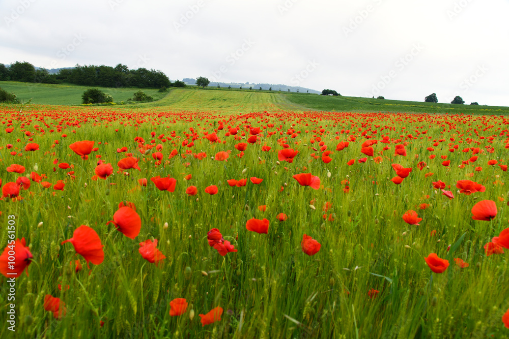 Mohnblumen im Getreidefeld Mohnblumen im Getreidefeld