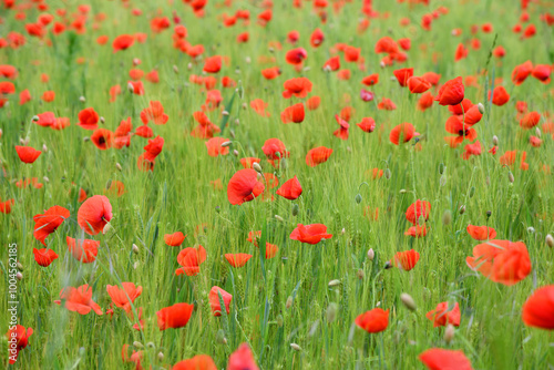 Mohnblumen im Getreidefeld